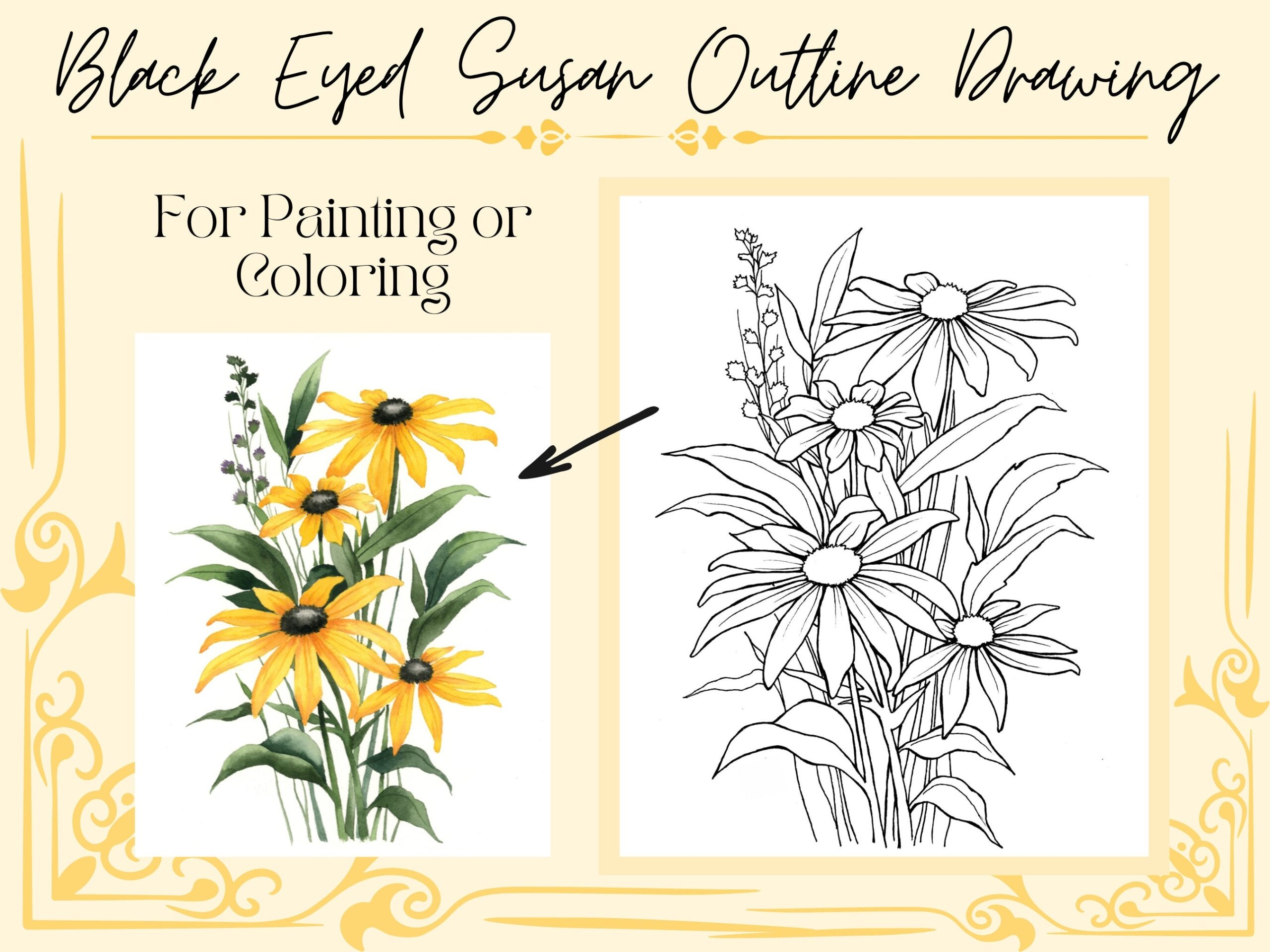 Blackeyed Susan Etsy UK