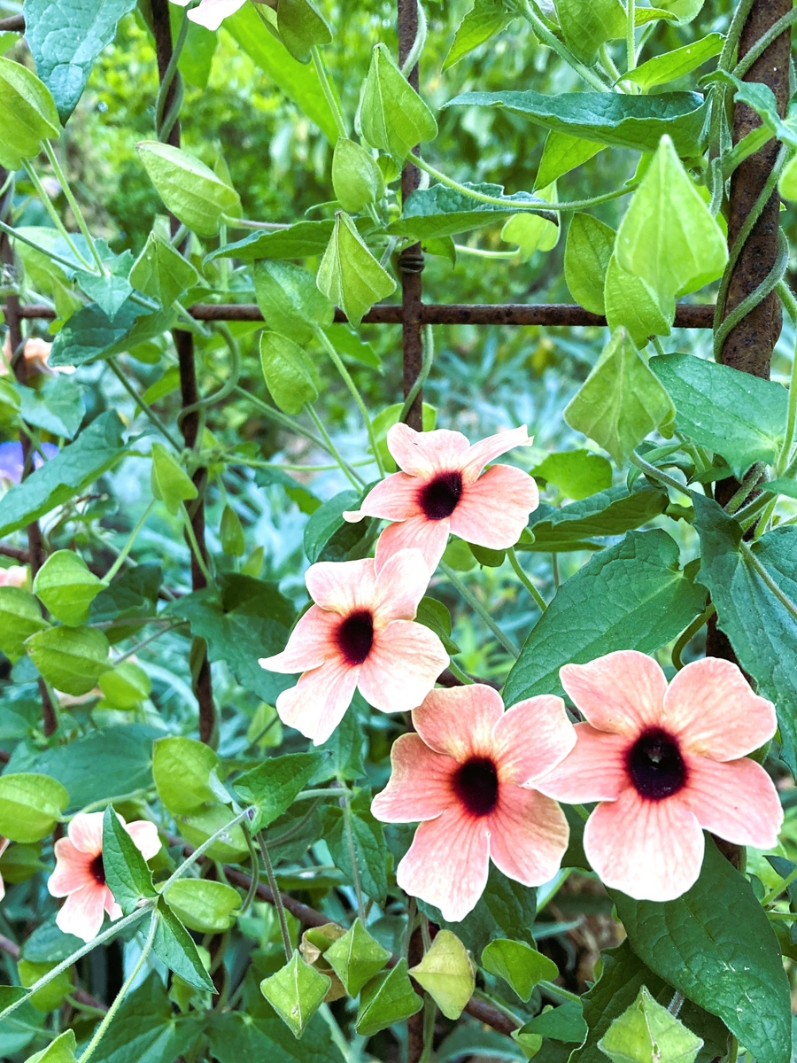 free printable black eyed susan vines craft template
