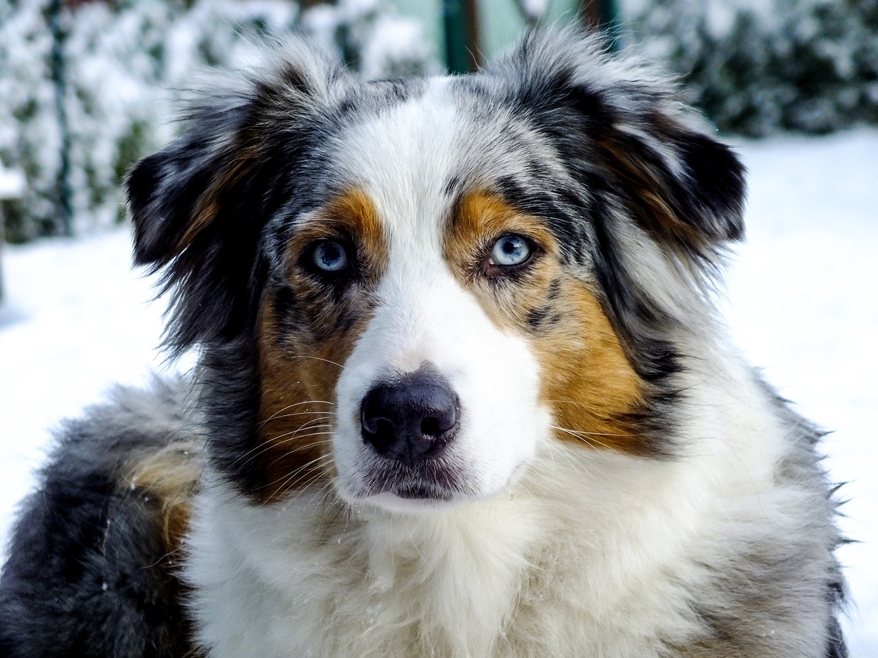 10 Dog Breeds With Blue Eyes Info Pictures U0026 History Dogster