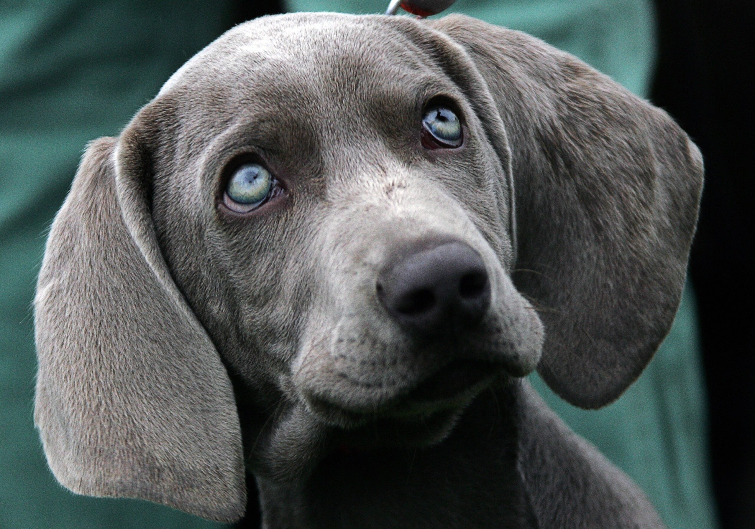 10 Dog Breeds With Striking Green Eyes Newsweek