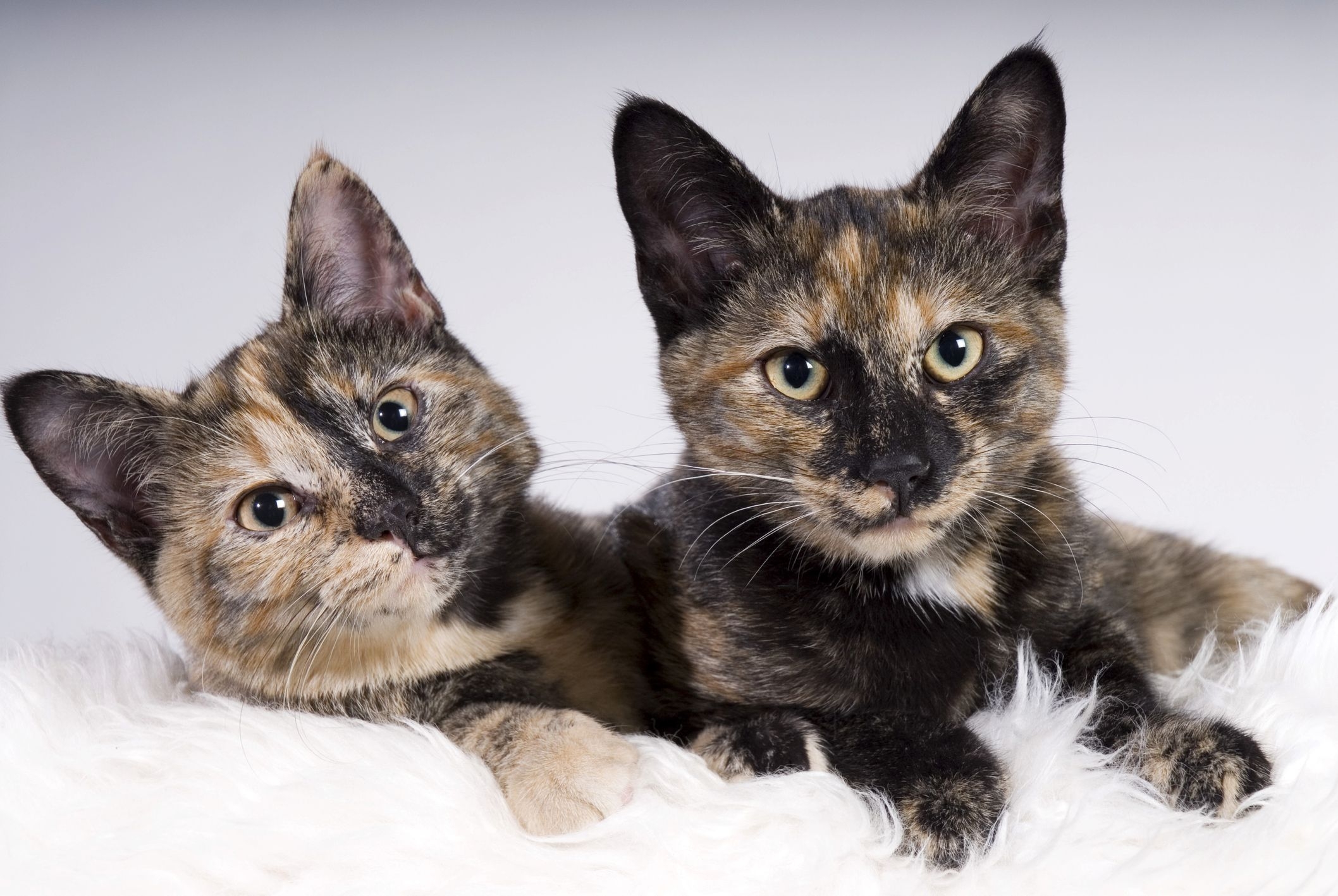 10 Fascinating Facts About Tortoiseshell Cats
