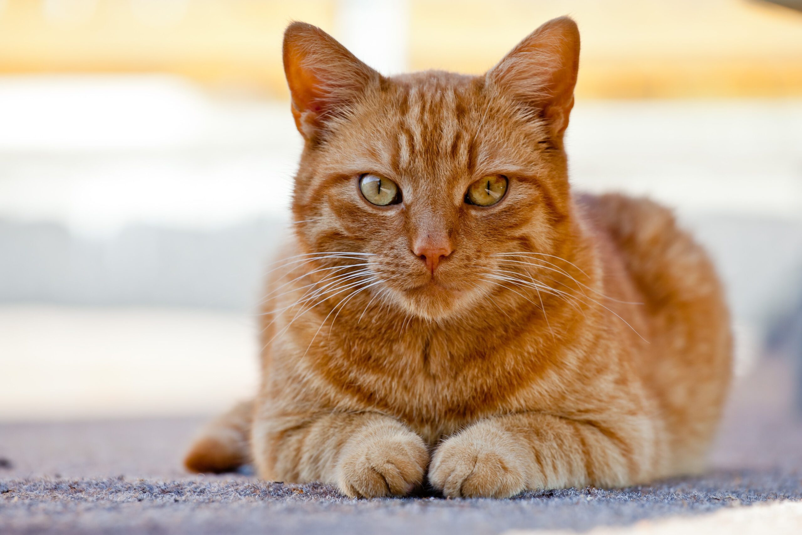 10 Of The Cutest Cat Breeds