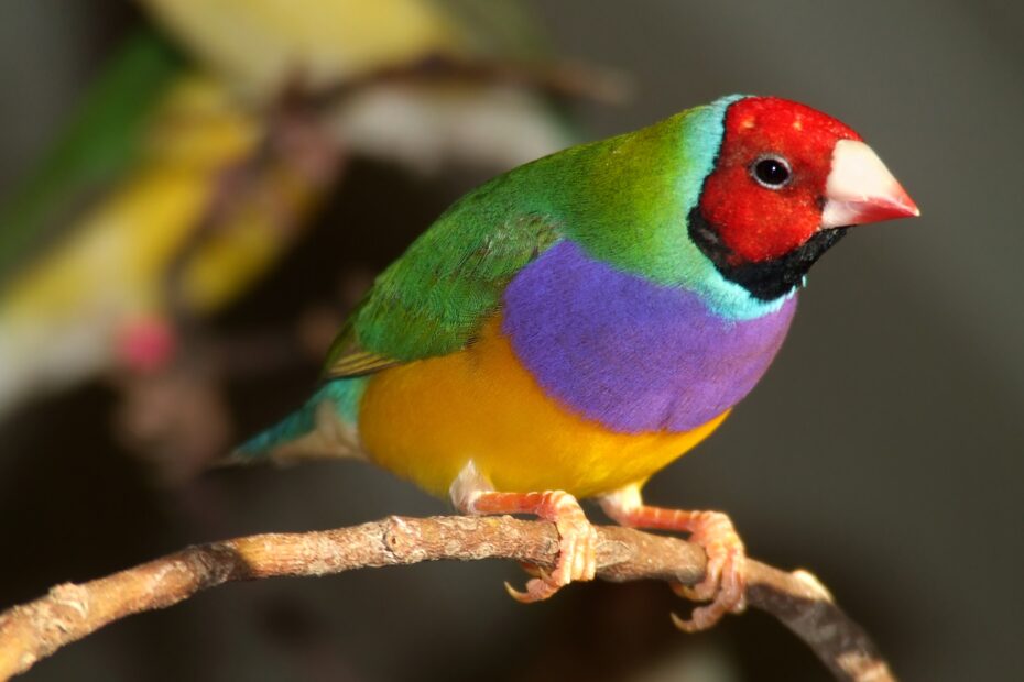 10 Of The World s Most Colorful Animals Earth