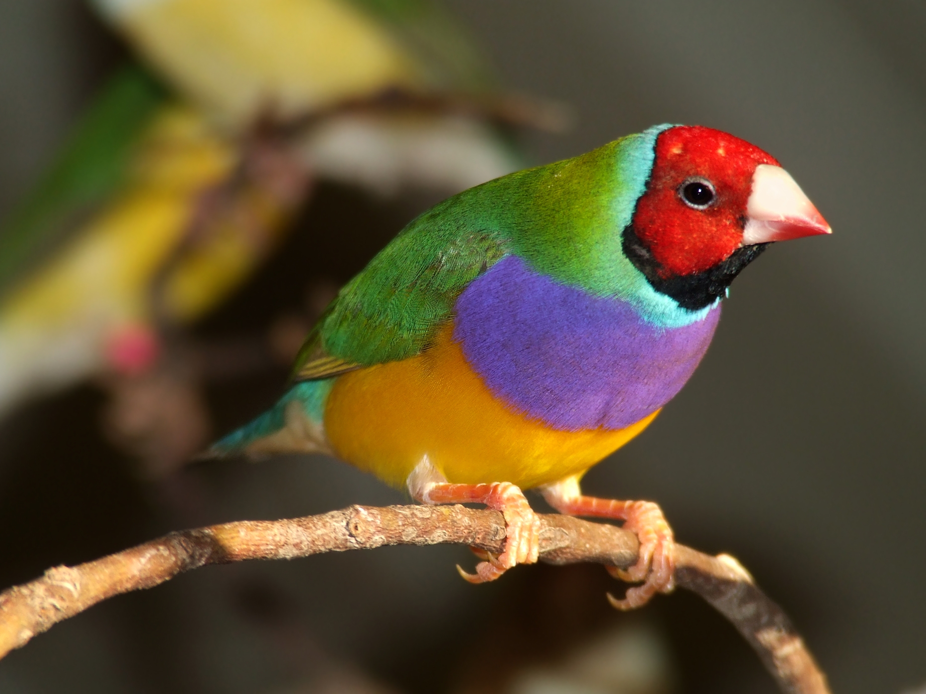 10 Of The World s Most Colorful Animals Earth