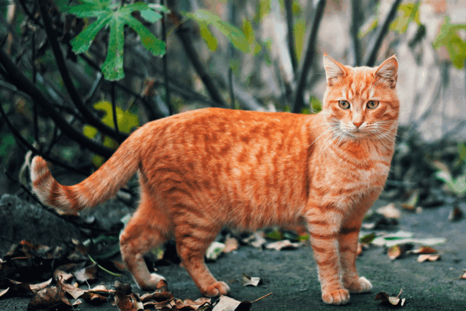 10 Orange Tabby Cat Facts Litter Robot