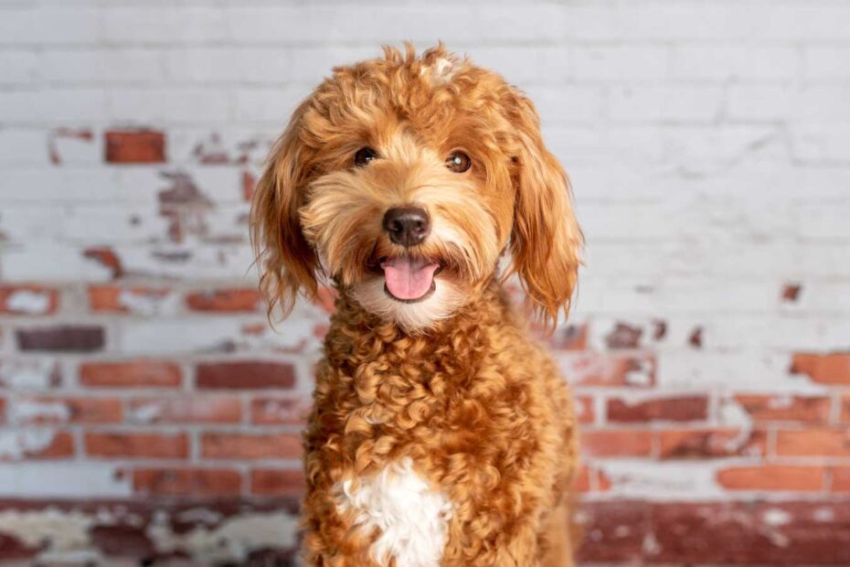 100 Best Apricot Dog Names For Your Golden Pup 2025 Milwaukee