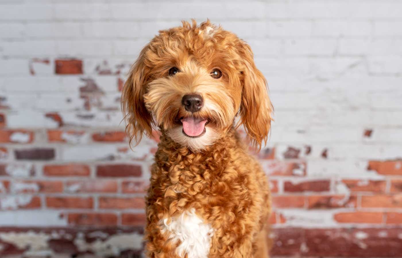 100 Best Apricot Dog Names For Your Golden Pup 2025 Milwaukee 