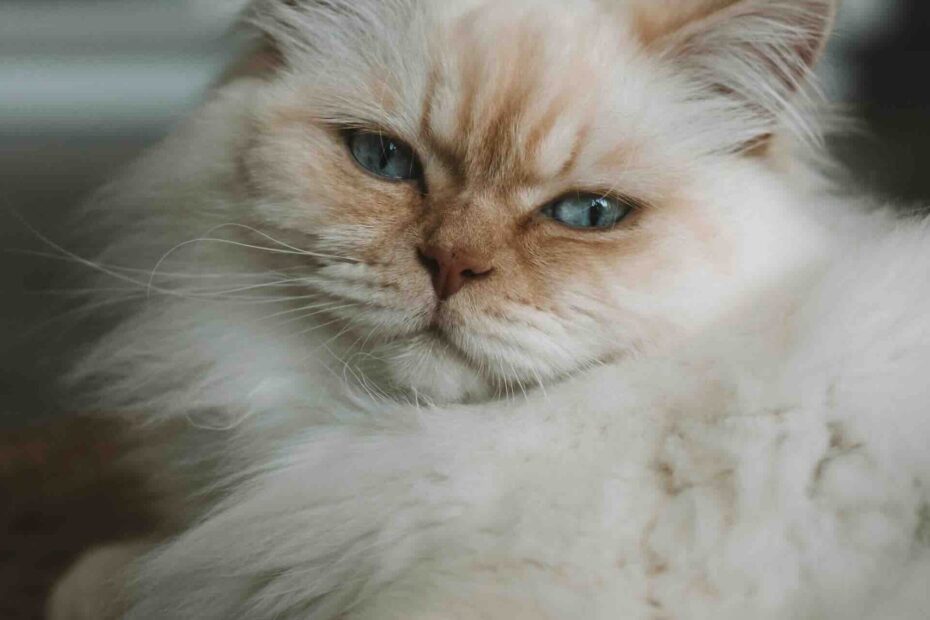 112 Best Cream Colored Cat Names For Male And Female Cats Cat Fancy Magazine