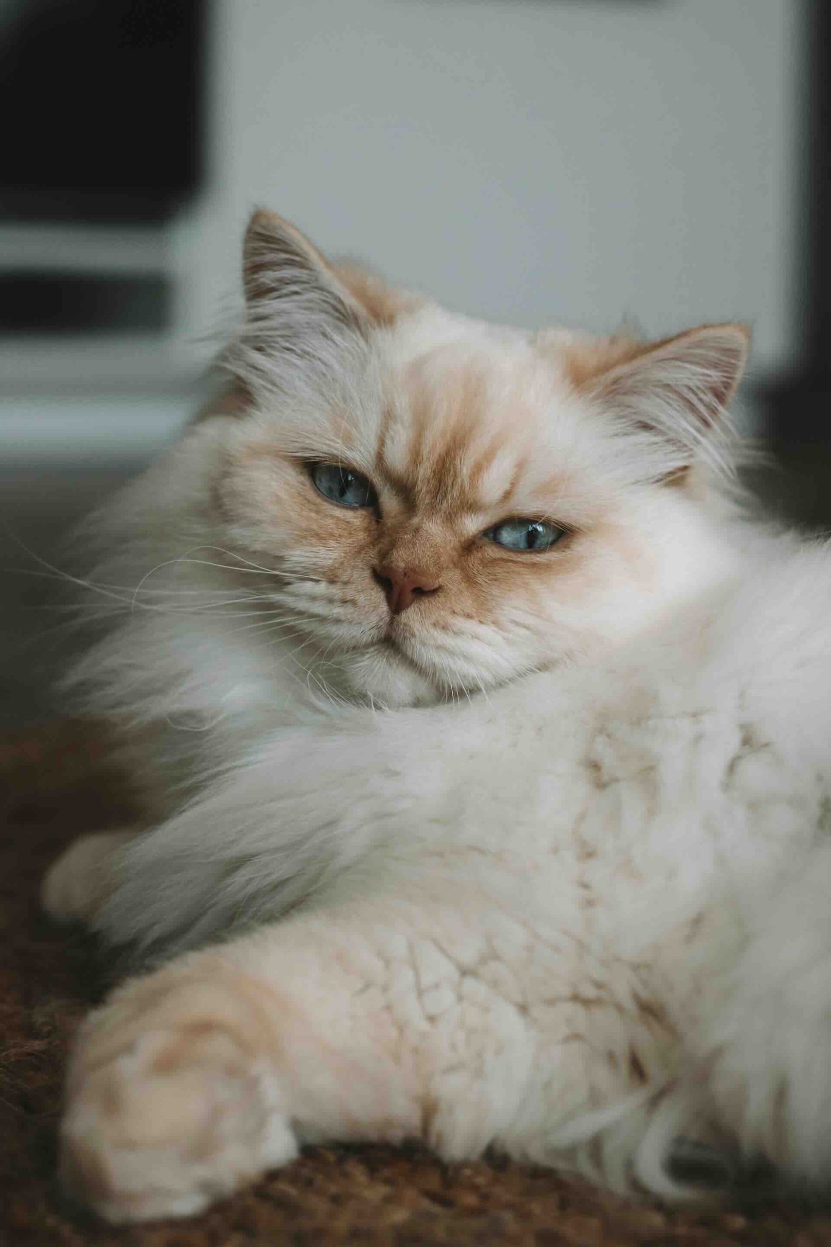 112 Best Cream Colored Cat Names For Male And Female Cats Cat Fancy Magazine