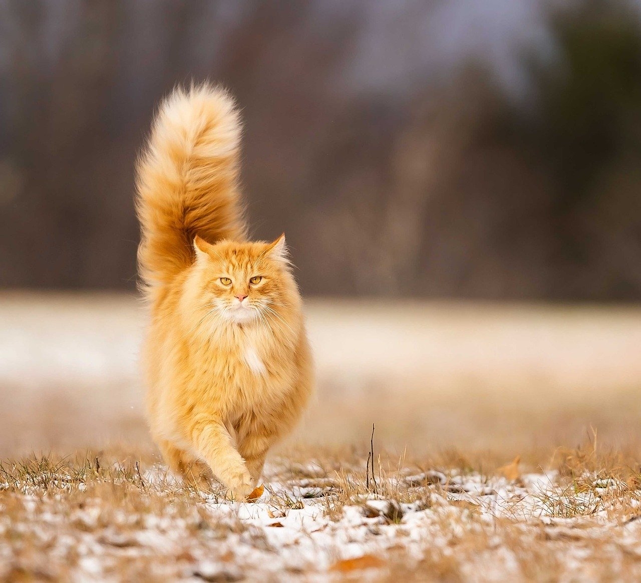 cat color orange