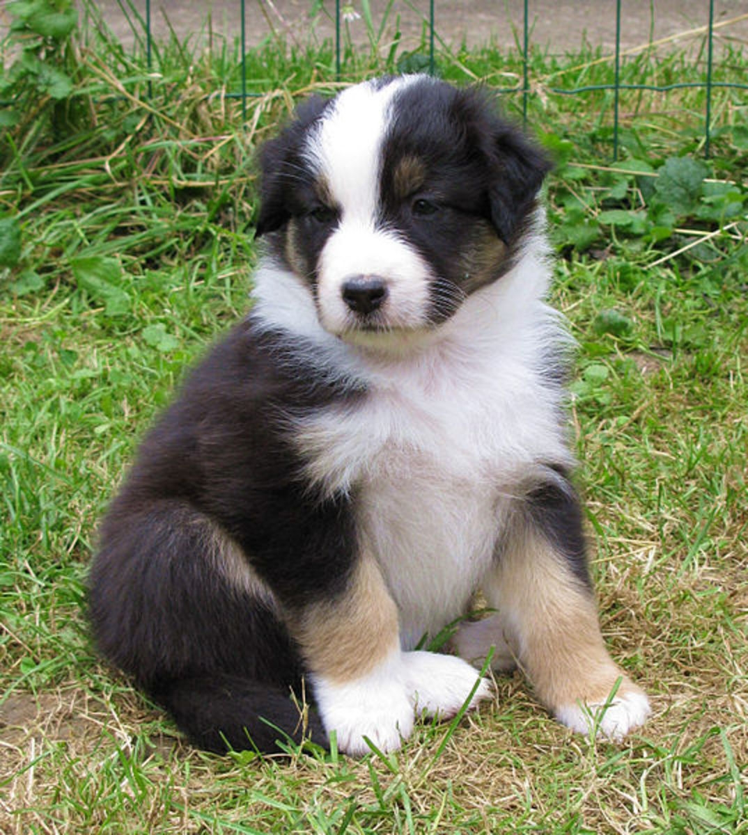 140 Unique Names For Tricolored Parti color And Split Face Dogs 