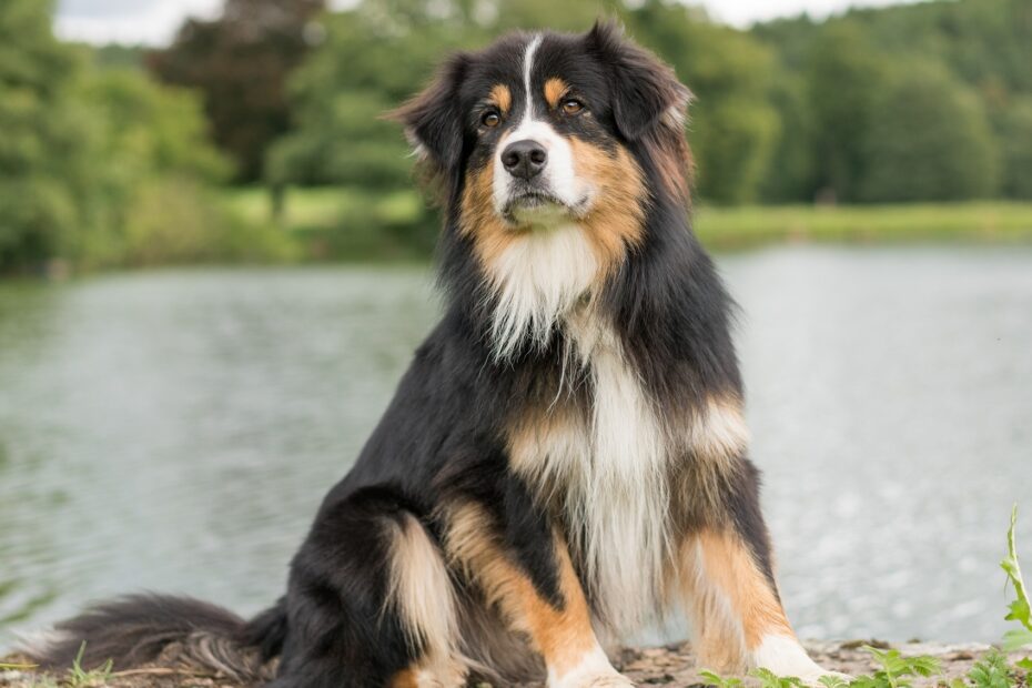 15 Tricolor Dog Breeds With Photos