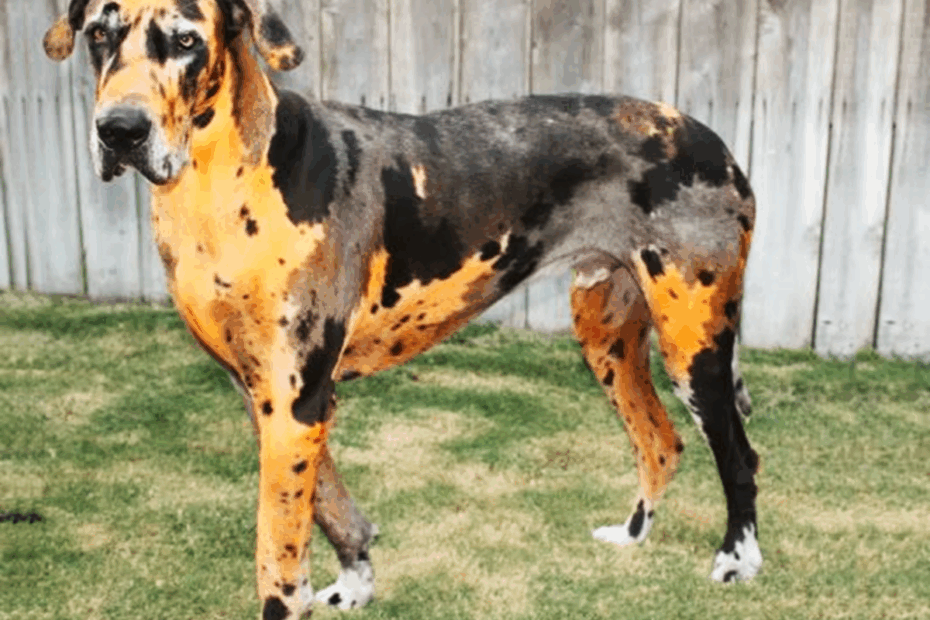 15 Unusual Looking Dogs With Rare Coats And Colors HubPages
