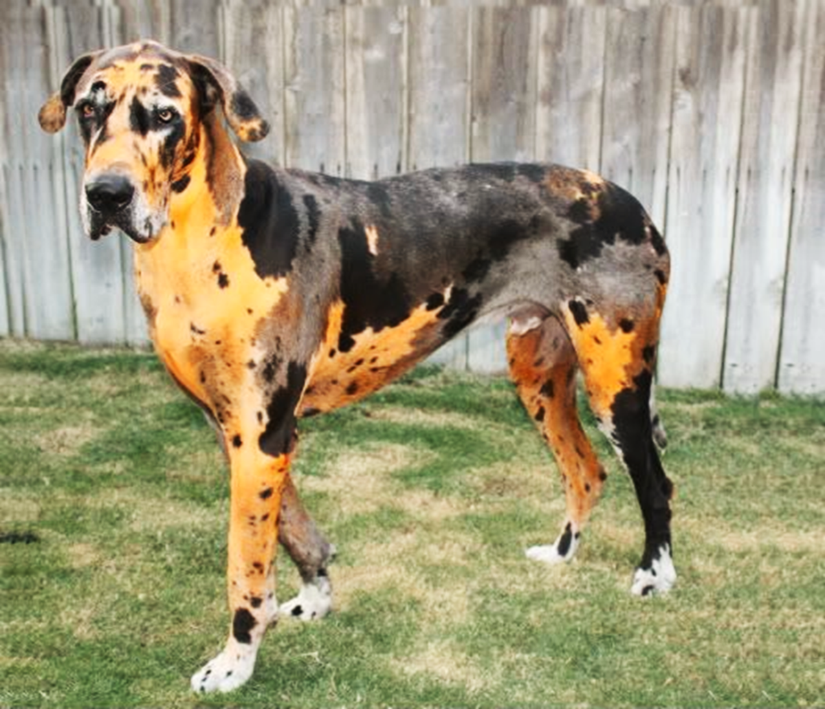 15 Unusual Looking Dogs With Rare Coats And Colors HubPages