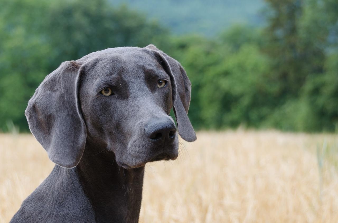150 Great Names For Gray Dogs Male U0026 Female