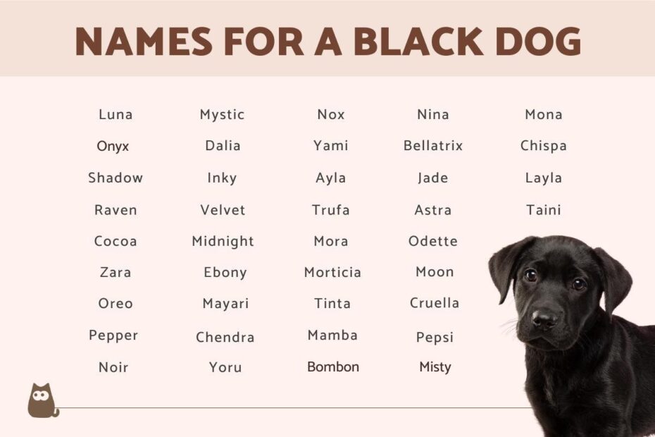 150 Names For A Black Dog Black Dog Name Ideas