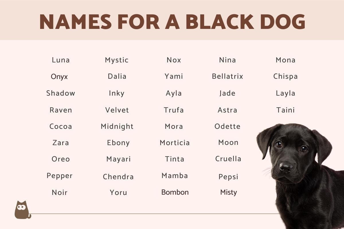 150 Names For A Black Dog Black Dog Name Ideas