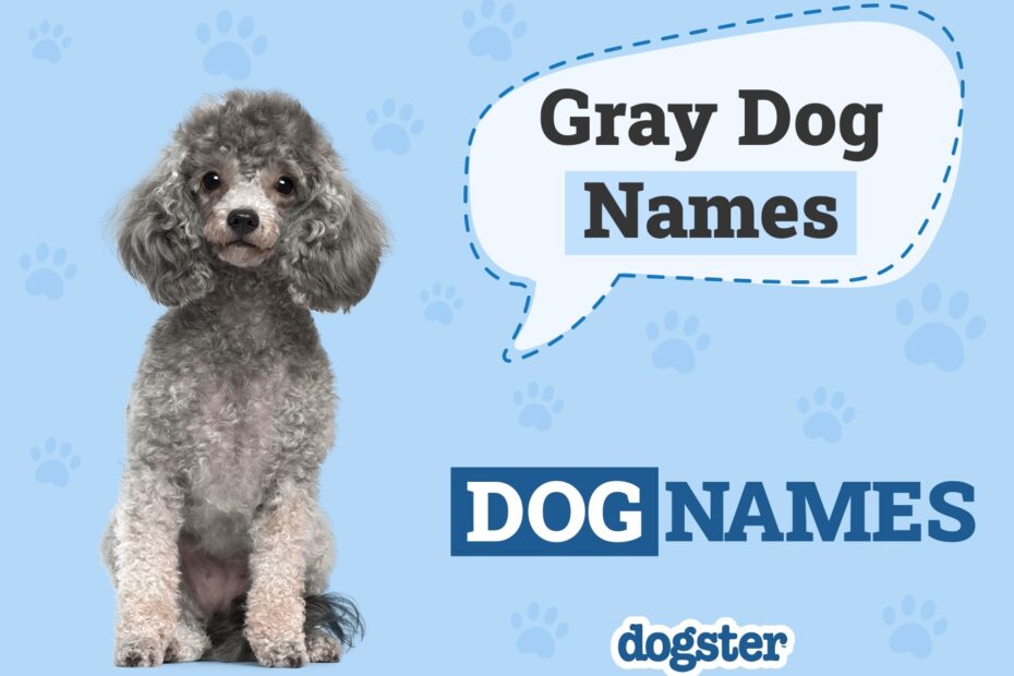 180 Gray Dog Names The List Of Unique Colorful U0026 Popular Ideas Dogster
