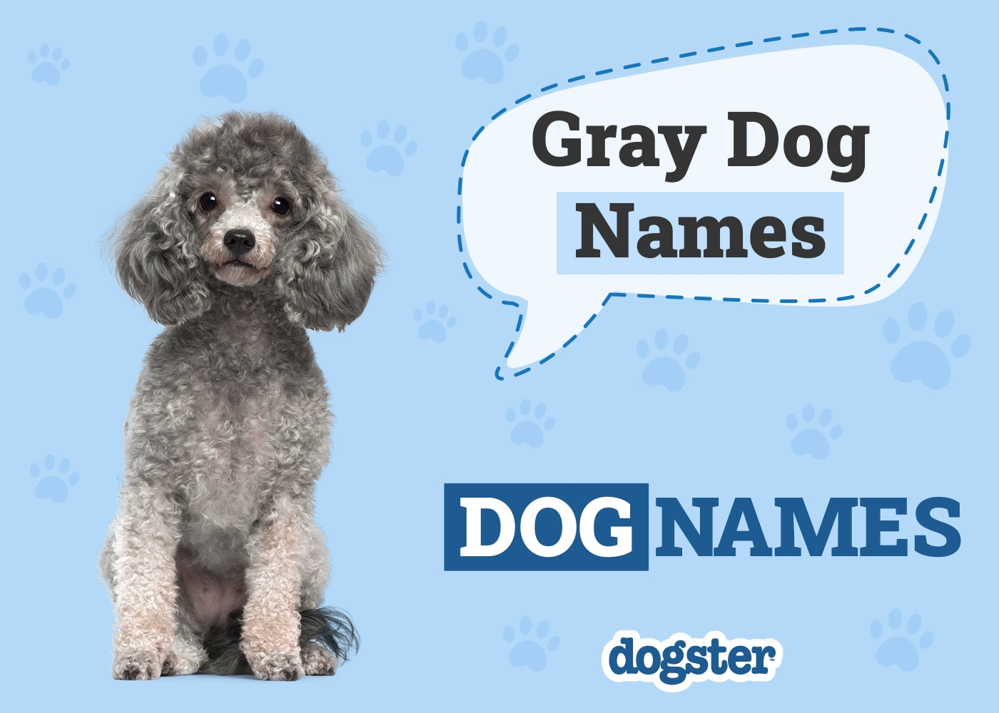 180 Gray Dog Names The List Of Unique Colorful U0026 Popular Ideas Dogster