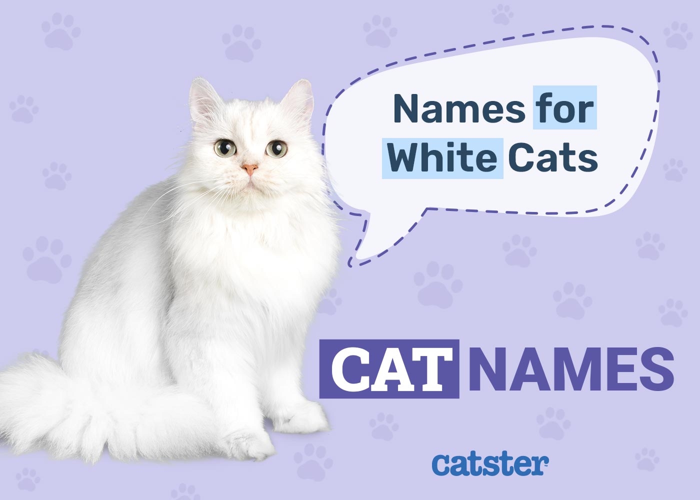 195 White Cat Names Great Ideas For Your Pristine Cat Catster