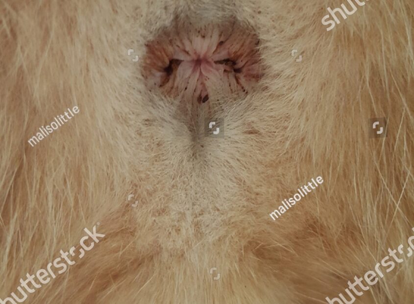2 Anal Sac Disease Cats Royalty Free Images Stock Photos