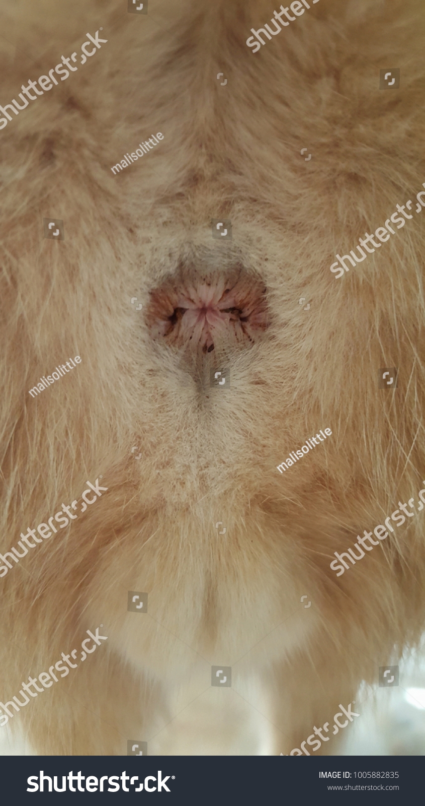 2 Anal Sac Disease Cats Royalty Free Images Stock Photos 