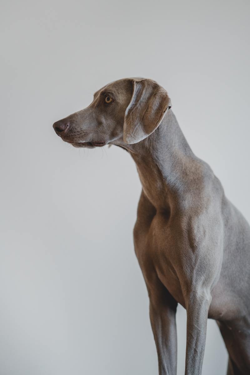 grey colored dog names