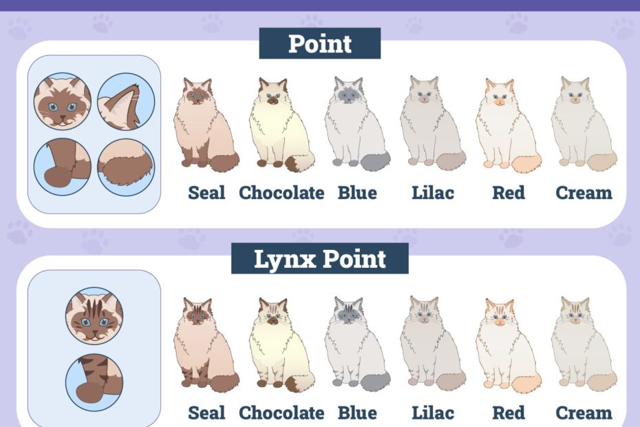 24 Types Of Ragdoll Cat Colors U0026 Patterns With Pictures Catster