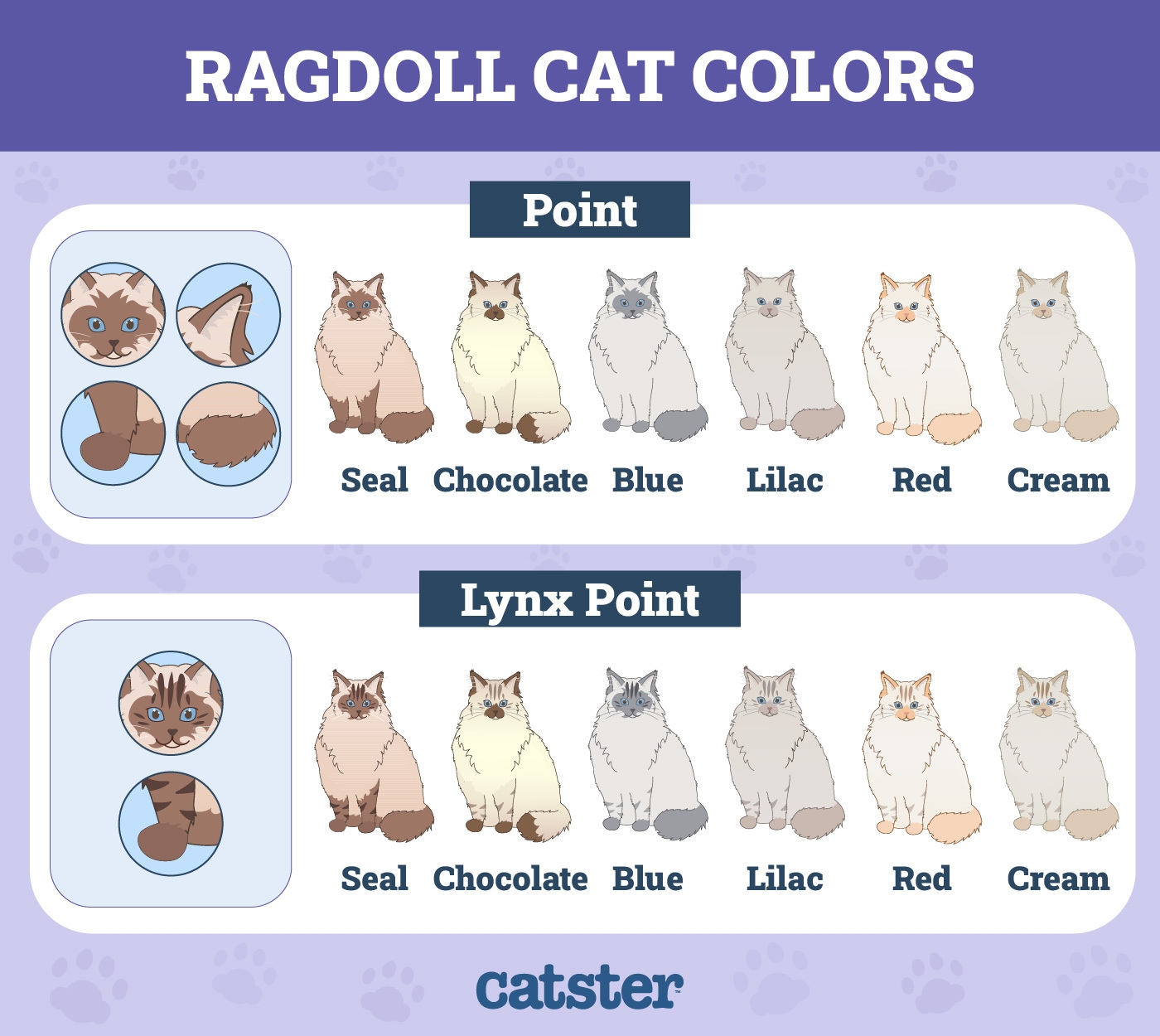 24 Types Of Ragdoll Cat Colors U0026 Patterns With Pictures Catster