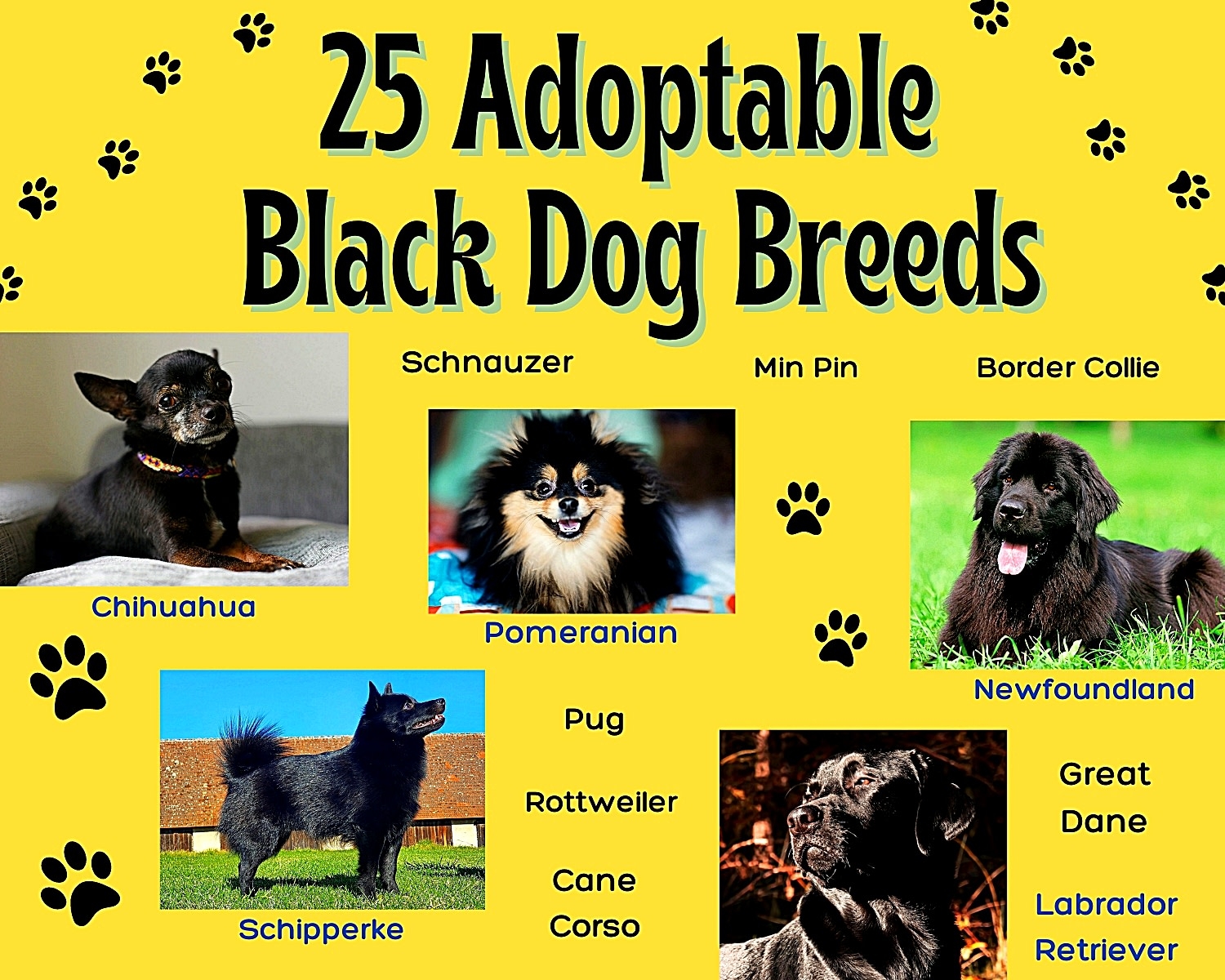 25 Popular Black Dog Breeds Big And Small Parade Pets