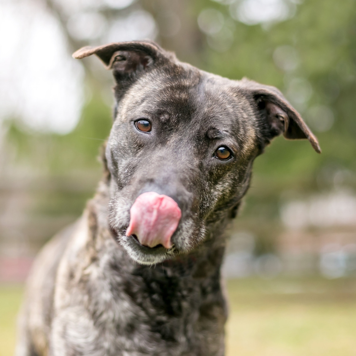 dogs that are brindle in color