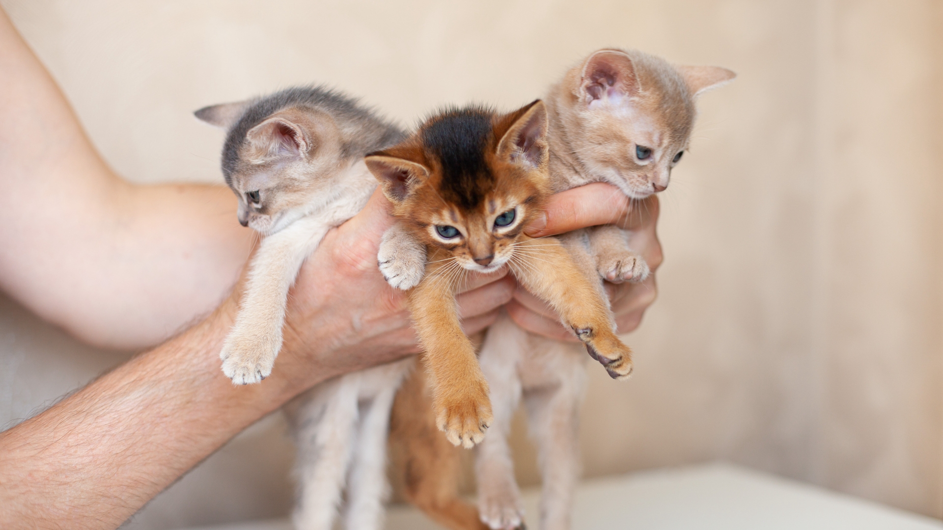 colors of abyssinian cats
