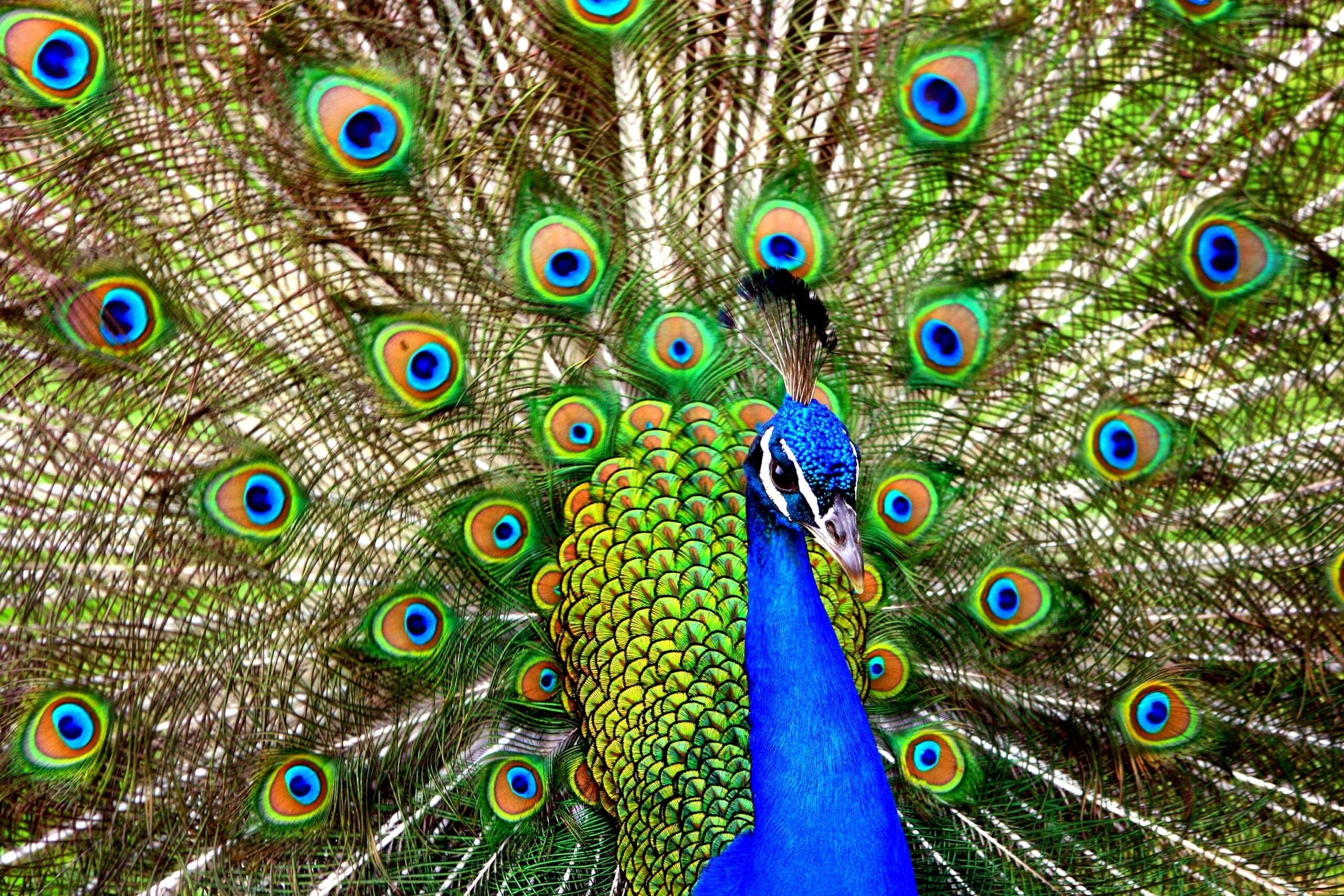 42 Of World s Most Radiant Animals National Geographic