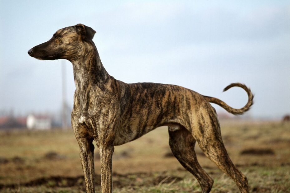 5 Brindle Dog Breeds With Beautiful Coats