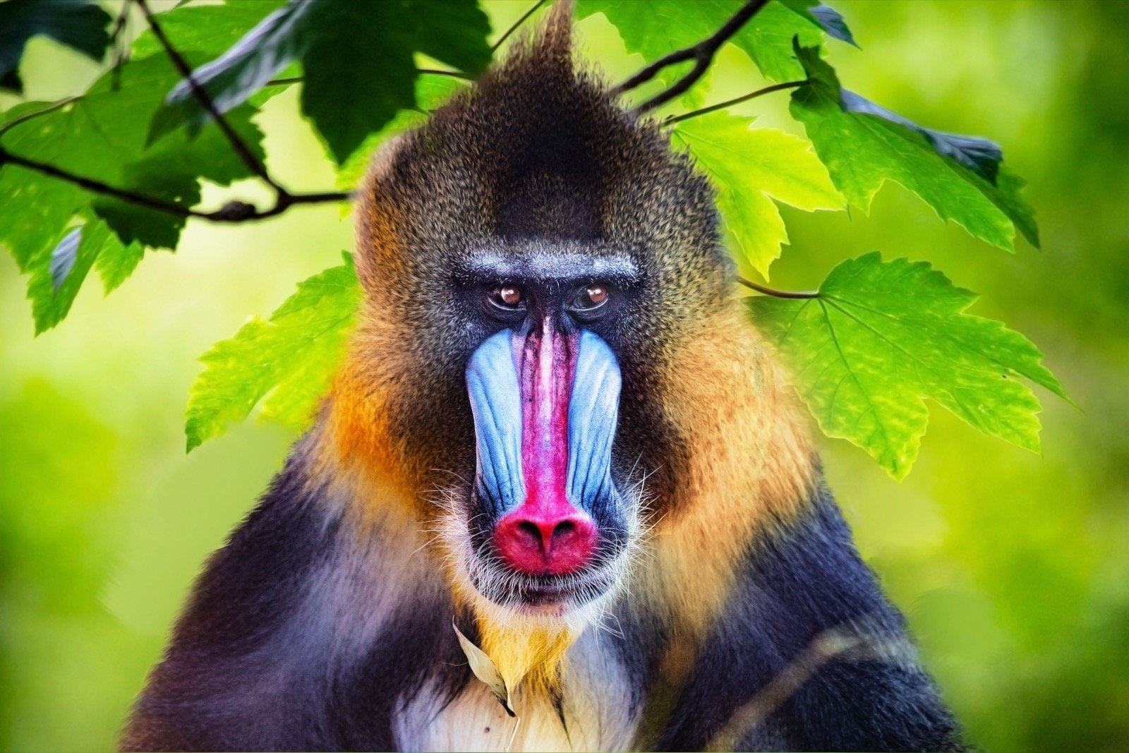 colored animals
