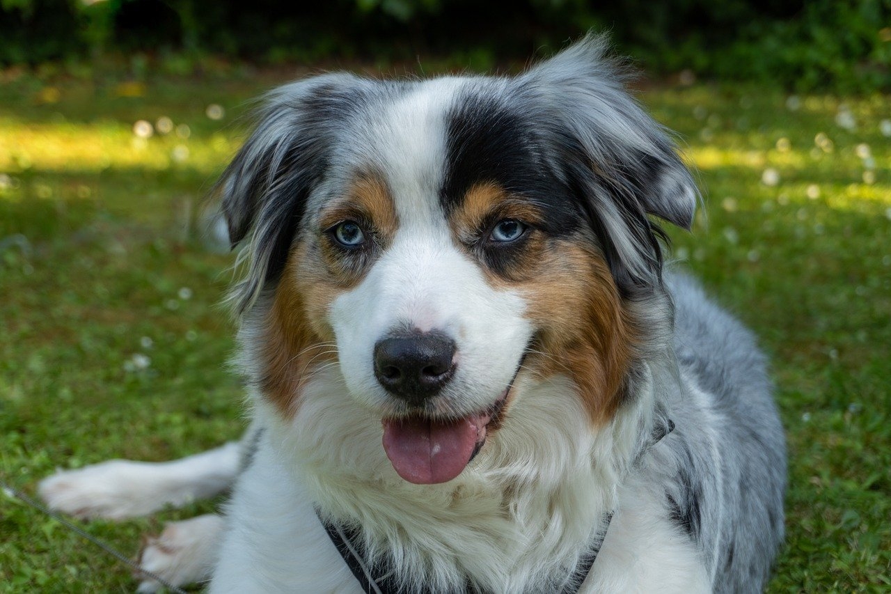 8 Tricolor Dog Breeds IHeartDogs