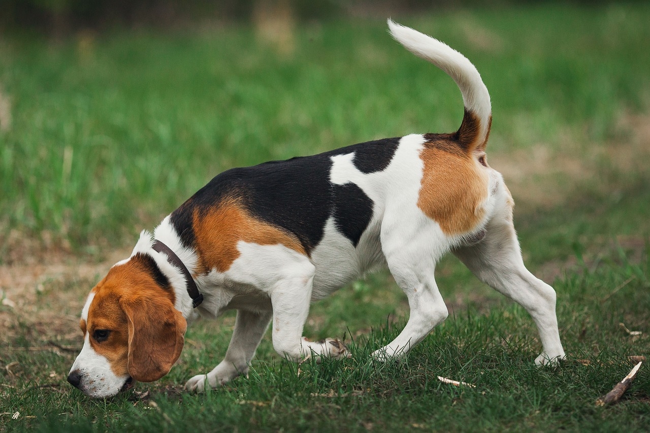 8 Tricolor Dog Breeds IHeartDogs