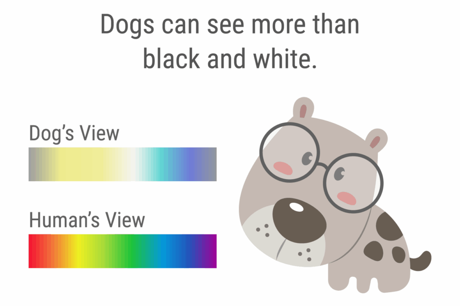 A Dog s Perspective What Colors Do Dogs See And Like Color
