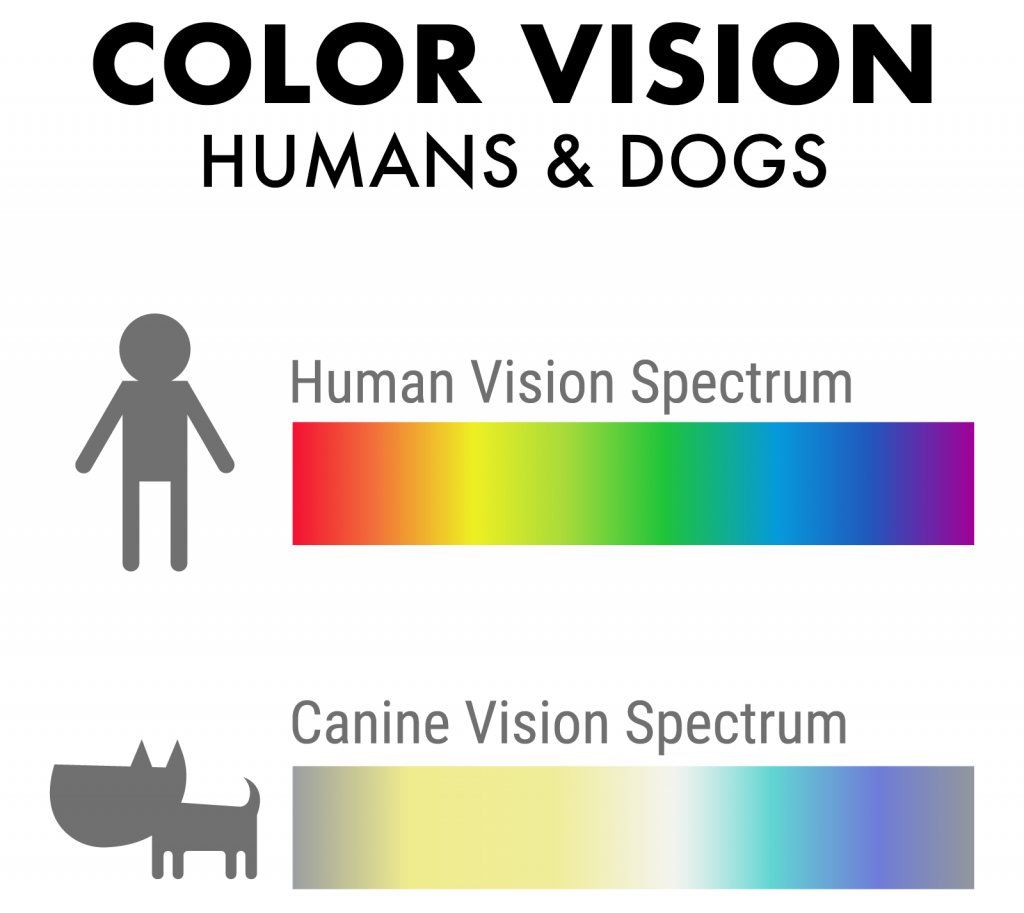 are cats color blind like dogs