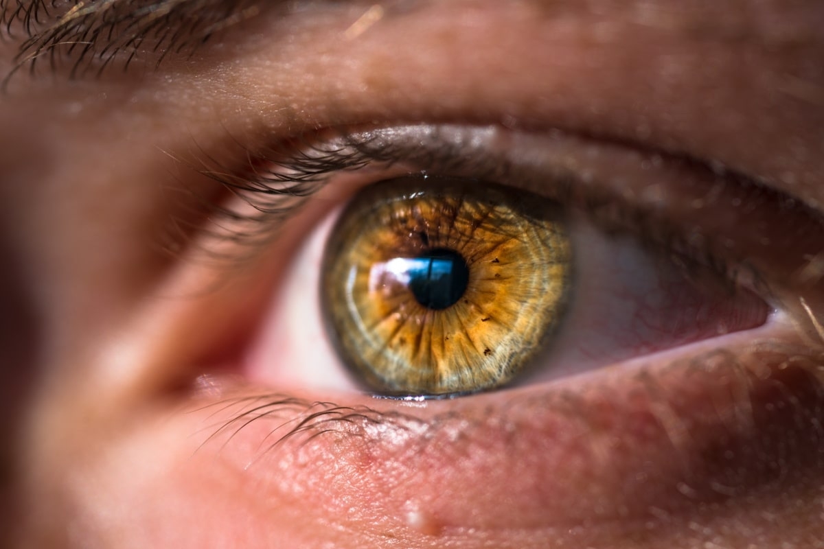 cats eyes change color with mood