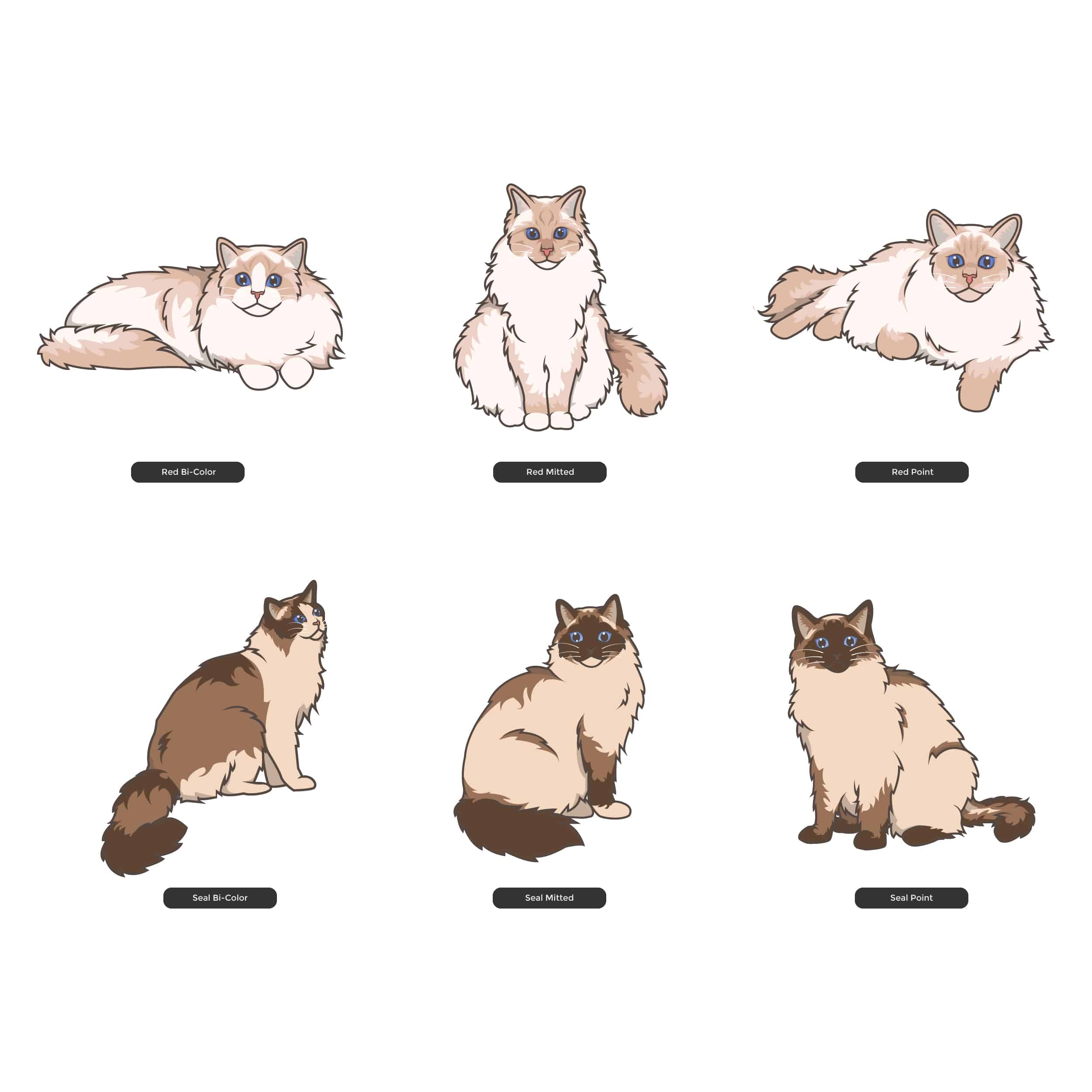 All Ragdoll Cat Colors And Patterns Types Of Ragdoll Cats