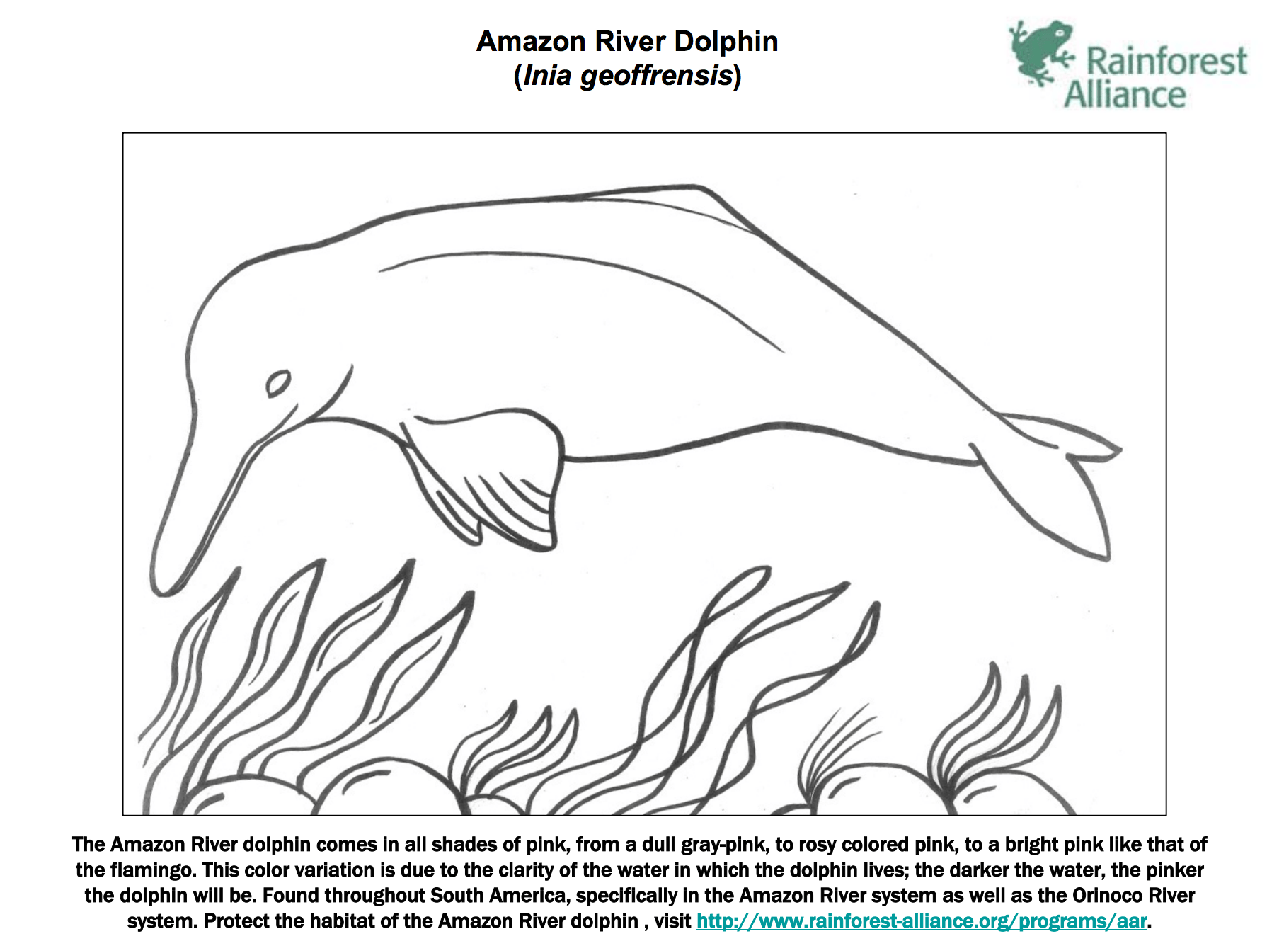 dolphins to color