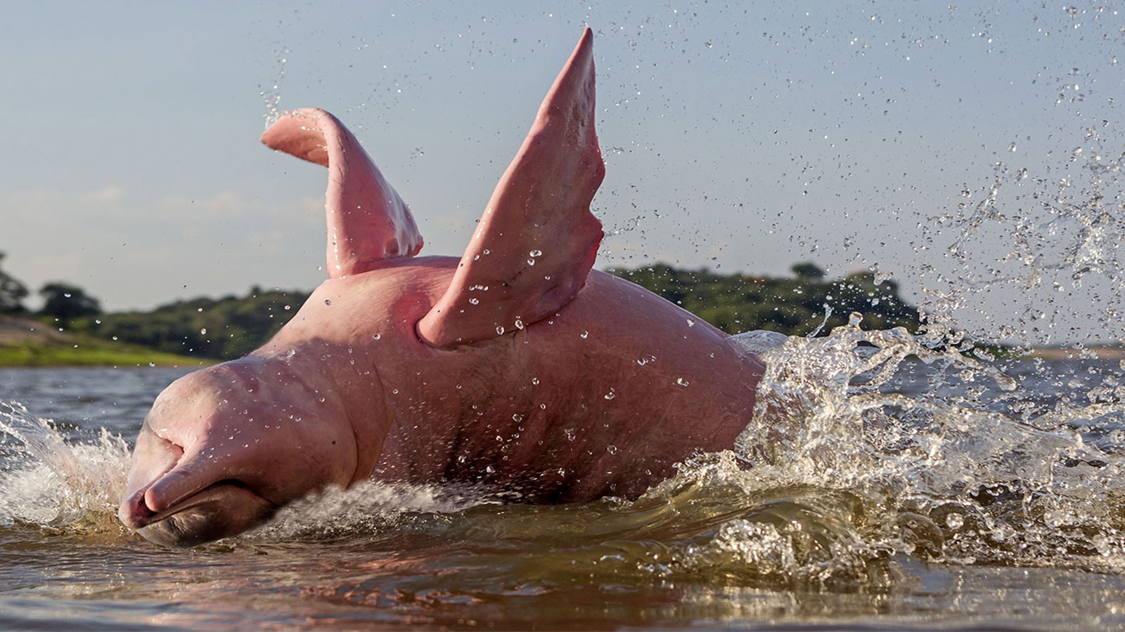 Amazon River Dolphins Are Born Grey And Turn Pink HowStuffWorks