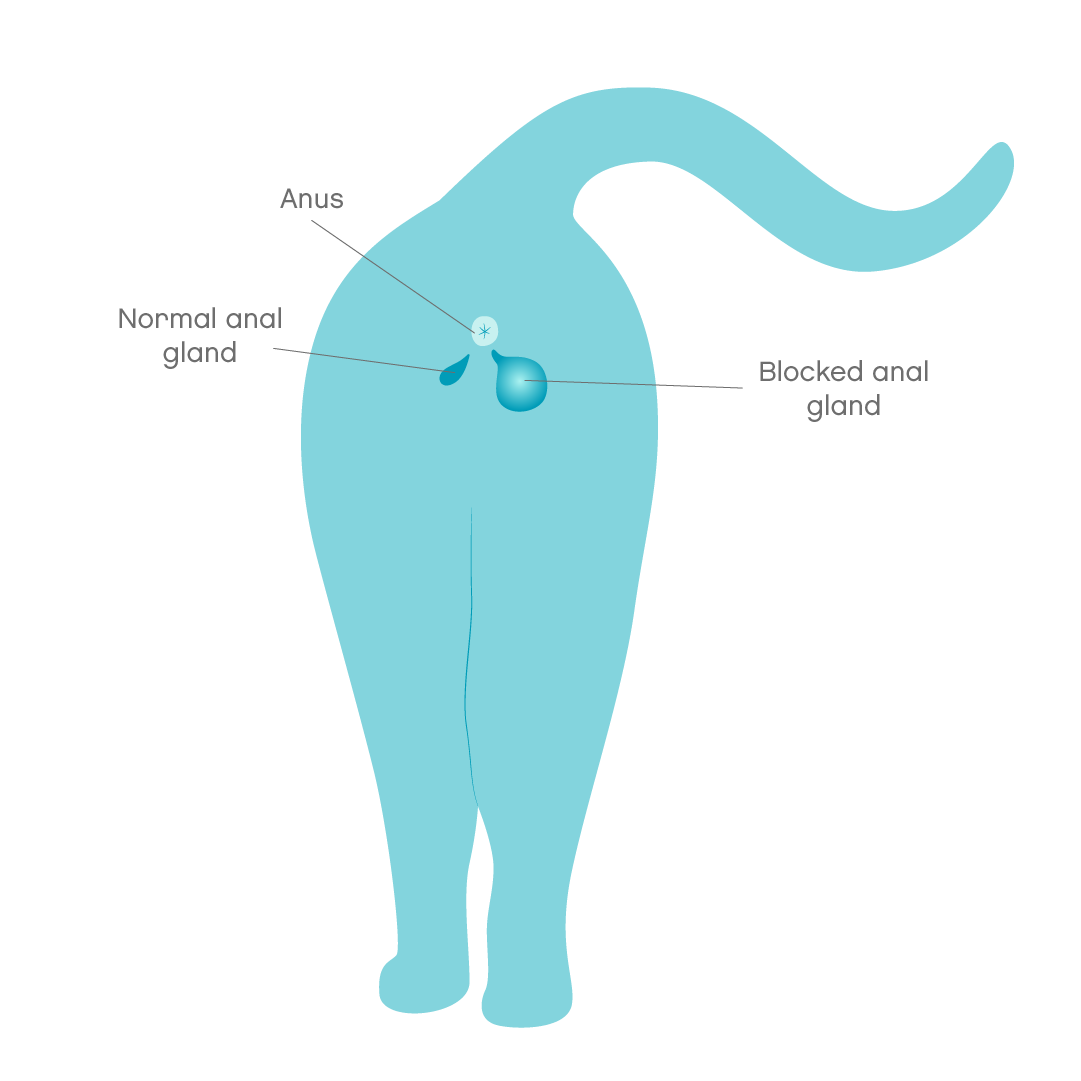Anal Gland Disease In Cats Info U0026 Treatment Joii Pet Care