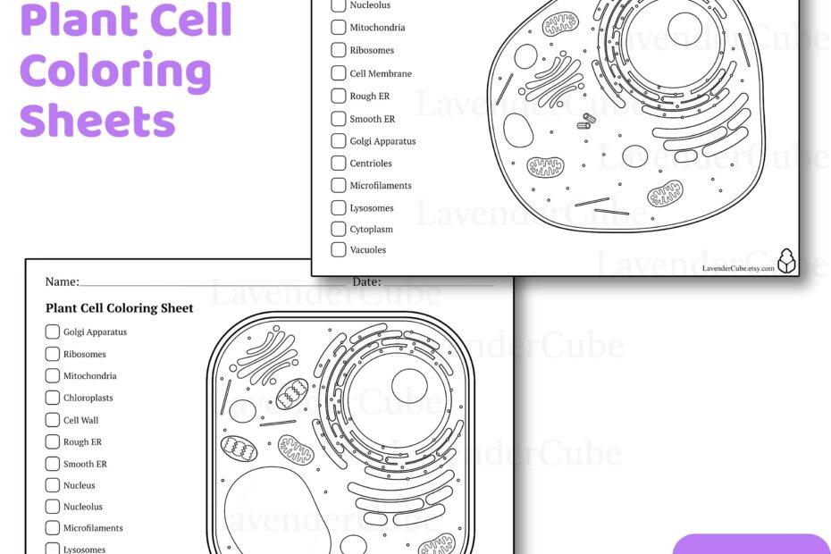 Animal And Plant Cell Coloring Worksheets Digital Download 300 DPI Png Etsy