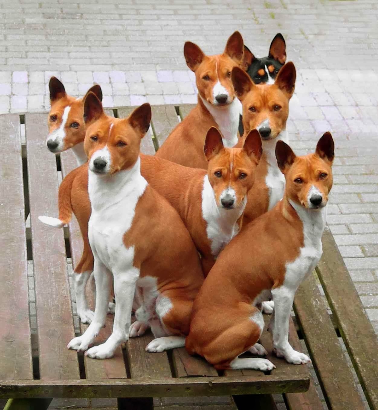 basenji dog colors