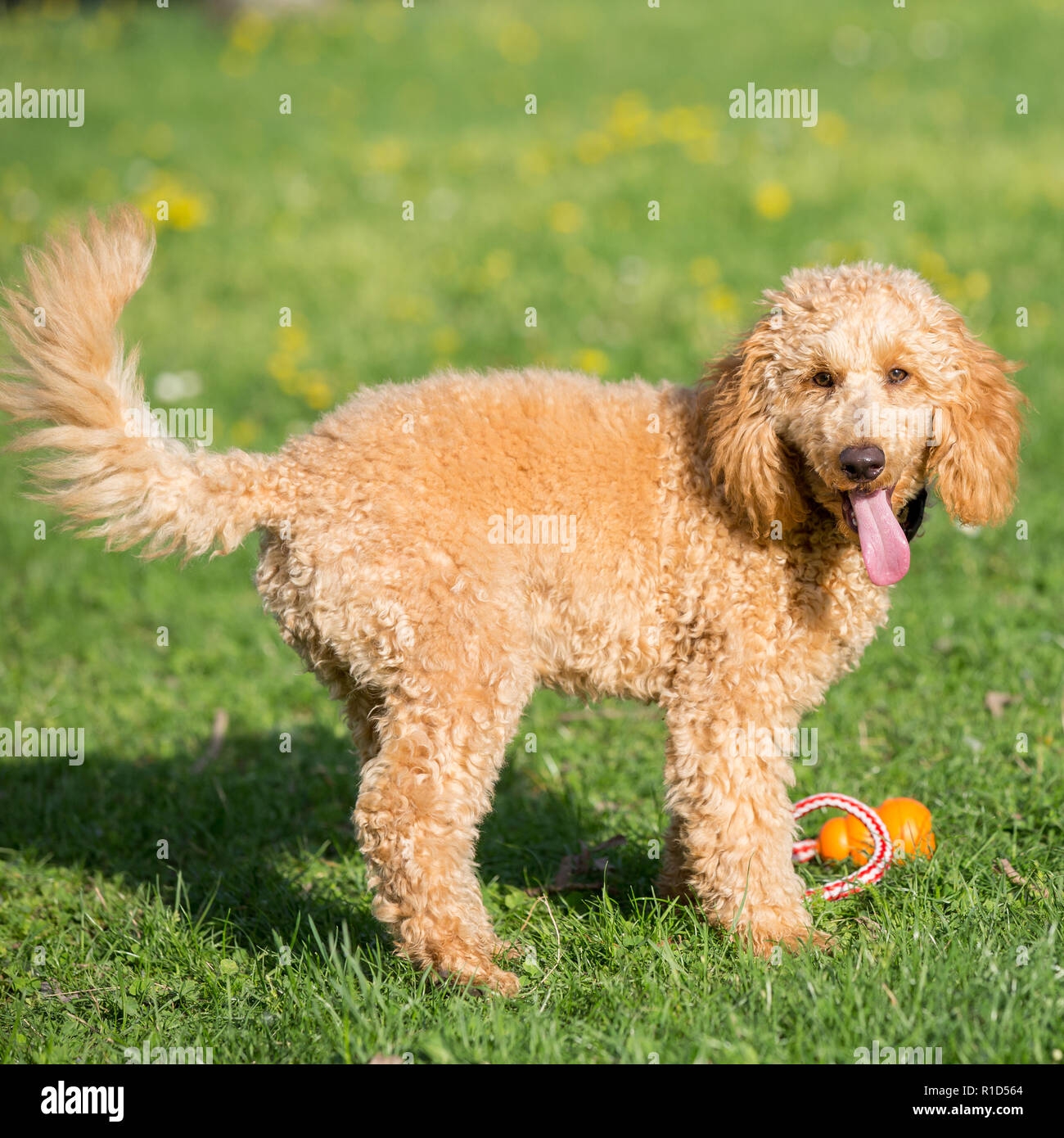 Apricot Dog Hi res Stock Photography And Images Alamy