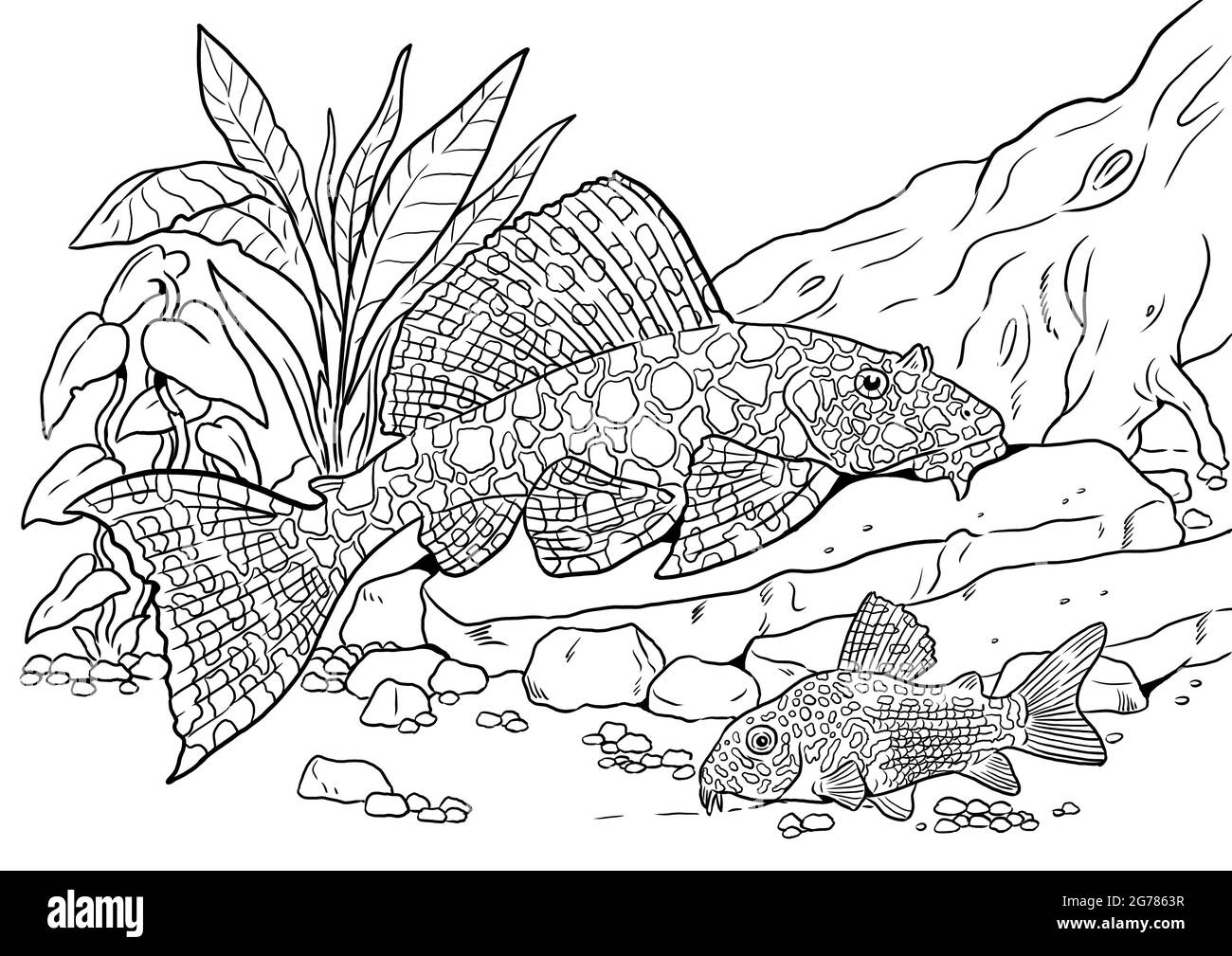 Aquarium With Ancistrus And Catfish For Coloring Colorful Fish 