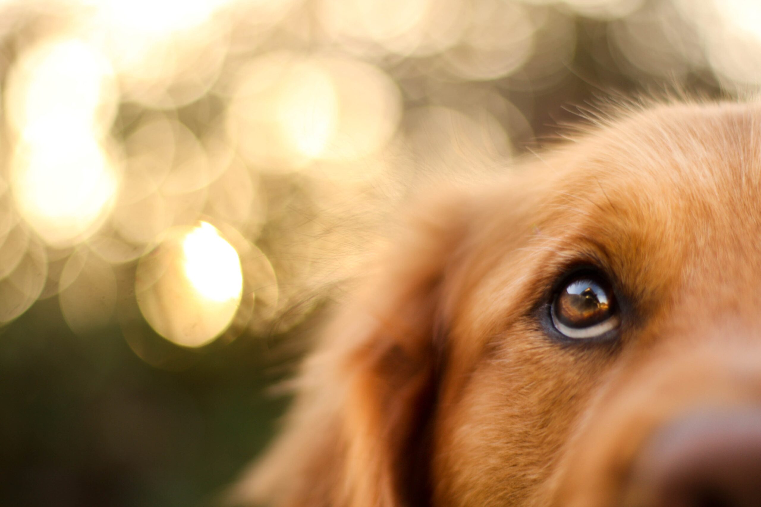 Are Dogs Color Blind Or Is That A Myth PetsRadar