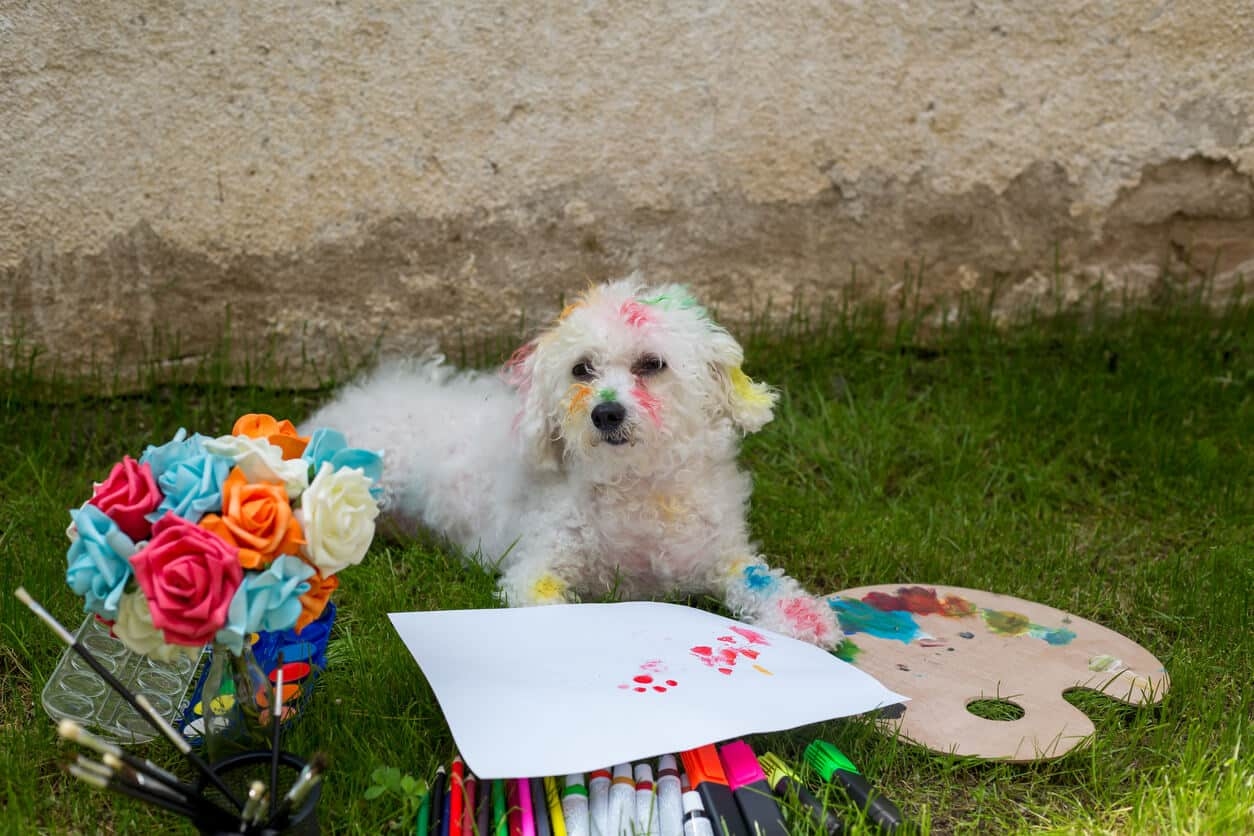 why are dogs color blind